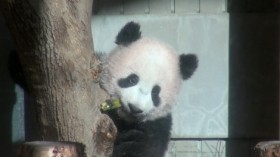 �~�܂�Ȃ��V�����V�����t�B�[�o�[�@�g���̃p���_�h�Ȃ��l�C�H