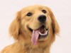 戌年の今年は“タレント犬”が更なる飛躍　ネコブームに待ったをかける？