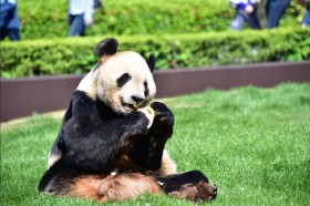 ���𗽉�H�a�̎R�C�P�����p���_