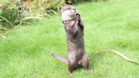 �g�J���E�\�h���I����51���[�A�l�C�ߔM�̃��P�Ƃ́H�u���������I�ȈӖ��������v