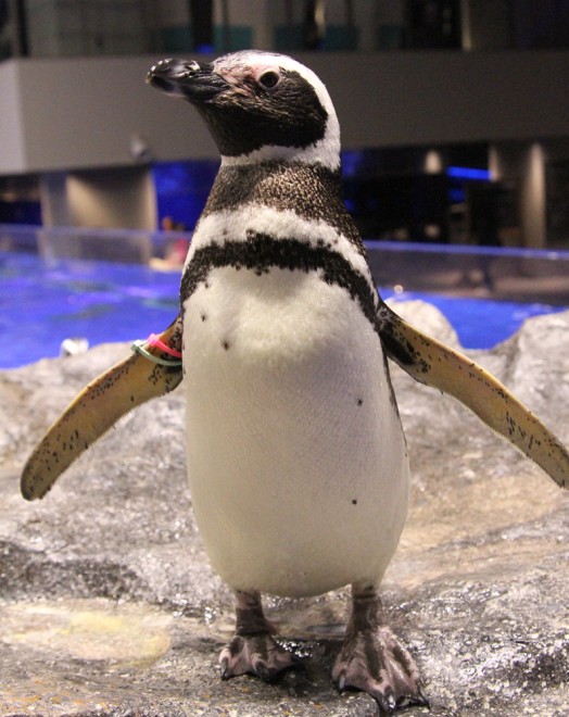 ペンギン総選挙“を開催のワケとは？「もっと愛して」飼育員の声