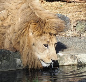 �@�������H�����݂��l�b�g�Řb��̃��C�I���u�n���e�v�f��͈��ȉ�