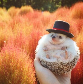 �t�H�����[40���E�n���l�Y�~�̓��킪���E�Ől�C�A������ɕ����g�g�Q���t�h�̖���