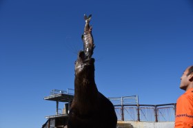 �y���傢�ς퓮���z�u���͈��ݕ��v�g�h�g�ۈ��݁h�V���[��SNS�Řb��A�����鐅���قɕ������R�����铮����