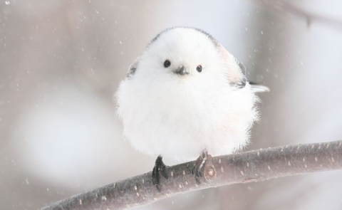 かわいすぎる野鳥 シマエナガ がsnsで人気 顔文字で 愛 表現 専門