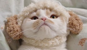 SNS�̐l�C�L�u�z�C�����v���P�ƓW���J�ÁA��Î҂ɕ����g�L�C�x���g�h�̐����@��