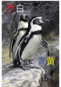 �y���M���́g�ςȖ��O�h�u�Ԕ��v�Ɂu�����v�c�ӊO�ȗR���Ƃ́H�X�E�󒎐�����