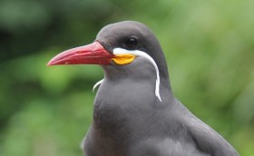 �l�b�g�Ŕ����A�܂�Ń_���H�������Ђ��������킦��_���f�B�ȃC���J�A�W�T�V�[�É��s�����{��������