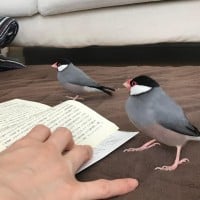 �����̓�����R�~�J���ɔz�M�A�g�����ƍC�h��SNS�Ől�C�̗��R�u���̈Ⴂ�ɋ����v