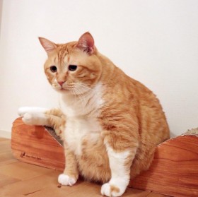 �y�b�g���X���������ی�L�A�ۂ������̌^�ɍ������������u�����ҁ[�v�̑���