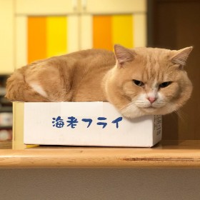 �Z���L�Ƒ��u�܂���v��SNS�Ől�C�A�g�g�щ��s�h���z���u�L���鐶���v�𔭐M