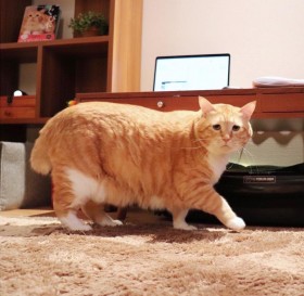 ��������A�ۂ������A�Â���V�������@�t�H�����[19�������u�����ҁ[�v��SNS���e�̗��V