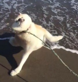 �H�c�����g���߂Ă̊C�h�ɒ��ގp��SNS�Řb��A�u�a�C���z���č�������v�����傪���g���Ƃ��J�h