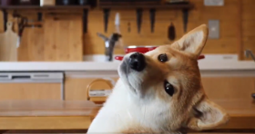 �g�V���t�x�h�������c? ���育�͂�҂Č��̓��悪SNS�Řb��ɁA������ɕ����g�����͂�h�̂������