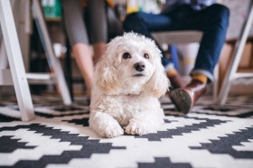 �y�b�g�̂��߂ɂ��c�Ȃ�Ƃ��������i���v�́g���ރn���h�A���ɓ`����錍�Ƃ́H