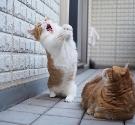 �V���E�g����L�ɐ��E�����Ռ��A�g�}���`�����h�����ӂȒZ���}���`�J���Z���̓���Ƃ�