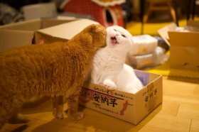 �m�`�Ȃ��u���V����������v�ɔ����@�X�R�e�B�b�V���Z��́g�����ʁh�Ƀt�H�����[�΂�����