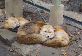 SNS�Řb��́g�}�b�X���M�c�l�h�B�e�����ʐ^�ƁA�k�C���ڏZ���ʂ����g�쐶�L�c�l�h��