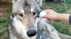 �u�I�I�J�~���̂قق��v�j���v��^���̎����傪���g�o��ƐM���֌W�h