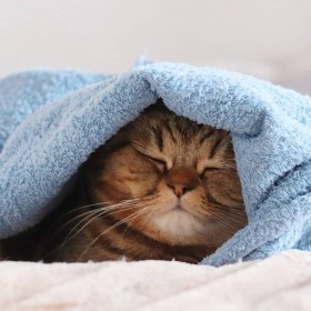 �u�J�̓��͐Q��Ɍ���v�u�T�J���Q�炪�b��@�����ƌ��߂�g�����h�����}���̌��ߎ�