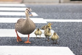 ���N���e�n�Ŏ����A�Ȃ��J���K���e�q�̈��z���͎����҂̐S�ɋ����̂�