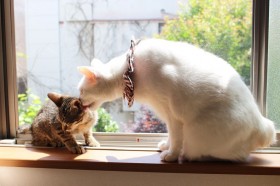 �ی쒆�̔L��D���������u���R�g�̈玙�v�@�S���܂鈤����Ղ�L�Ƒ��̖���