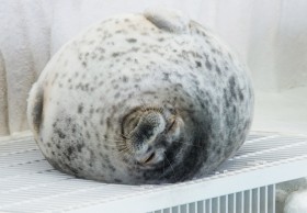 �g�ۂ�����A�U���V�h�ɔ��������A�܂�ۂɌ�����̂́u����v�̂��������H