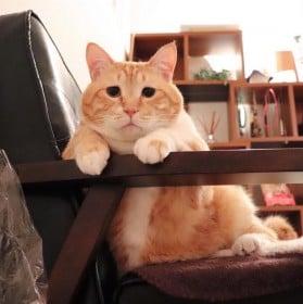 ������h�Ў��Y�h�Ƀ��X�����h�����ҁ[�h�A�u�����Ăт����v�l�C�L�̖��Â���