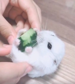 �u�Ȃɂ��Ȃ�ł������Ȃ��I�v���イ�肪�D��������n���X�^�[�ɊC�O��������X����