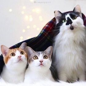 �����ۂ̐�܂Ń��u���u�c�ی�L�̂��灕�o�q�L�g�A���J�k�h�Ǝ�����̈��Ɉ�ꂽ����