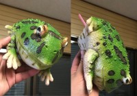 �g�^�s�I�J�u�[���h�փJ�E���^�[�H�@�J�G���̂��K���z���h�����N�z���_�[�ɔ���