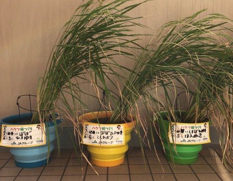 �n�ꂳ�񂪎���̃x�����_�ň�Ă��w�o�P�c��x�̗l�q�B�ʐ^�F�{�l��