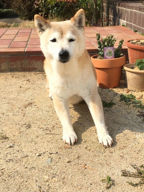 認知症の おばあちゃん犬 を介護する猫 種を超えた愛に 癒される 感動した と反響 Oricon News