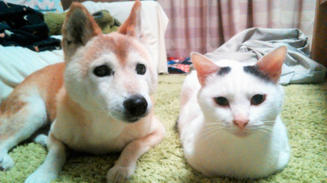 認知症の おばあちゃん犬 を介護する猫 種を超えた愛に 癒される 感動した と反響 2ページ目 Oricon News