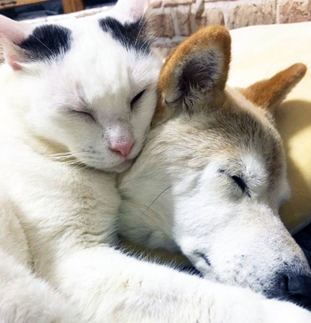 認知症の おばあちゃん犬 を介護する猫 種を超えた愛に 癒される 感動した と反響 Oricon News
