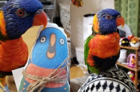 �u���������āg���̐l�h�A����H�v �����тɑ�͂��Ⴌ�̃C���R�@������Ƃ̐M���֌W�̔閧