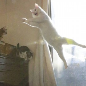 �܂�Ŗ��d�́H�@����ԔL�g�~���R�h�̎����傪�������M���u�L���Ă������낢�v