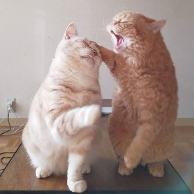 ������{��̔L�p���`���󂯂����R�́c�H�@�V���N�������ߌZ���ɂ�񂱂̊֌W��