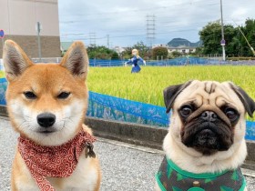 �g�i�E�V�J�h�̑O�ɘȂރp�O�̃����ƎČ��A�L�u�����U���s�����v�c�Ȃ�Ƃ������ʕ\��W����Ƙb���