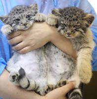 �l�C�́g�}�k���l�R�h�琬�͔g������A�u��肽���v����������s�⌻��