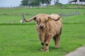 ���O�r�[���ʁH�X�R�b�g�����h�́g���g���b��ɁA�q��ɕ����h���炵������h����