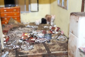 �ǓƎ�������g�~�j�`���A�h�����闝�R�A��̐����l�������i�F�u���̎������������Ɂv