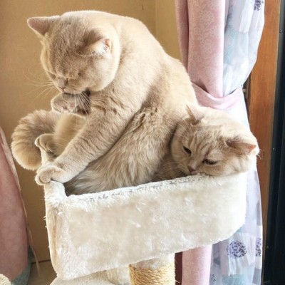 三姉妹 花、麦、海ちゃん | 【公式】ねこうらら 千葉県市川市
