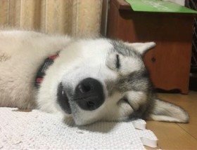 �u�����Q�ڂ����炱���Ȃ�񂾁c�v������̋A��ɋC�Â����V�x���A���n�X�L�[���V�g���̂��킢��