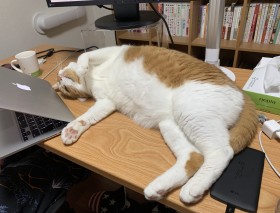 �f�X�N��3����2���̂��邨�L�l�A�g�����ׁh�Ɖ������L�D�������ɐs���閈��