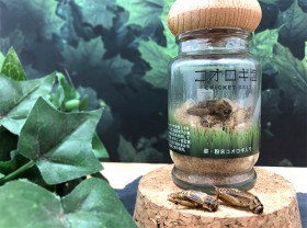 �g�Q�e���m�h����h�X�[�p�[�t�[�h�h�֍����H���T�C�g�̉^�c���h�����v�h�̕ω�