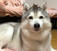 ���̓��ォ��L�������Ă��Ă���H�@SNS�Řb��́g�Ђ������ɂ��h�ʐ^���B�ꂽ���R�Ƃ�