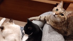 ���L3�C���_���͑�����!? ������Ȃ�ł͂̂��ꂵ���Y�݁g�ӂ݂ӂ݁h