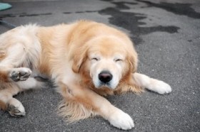 ���̔\�ʂ̂悤�ȗD������c�S�[���f�����g���o�[�́g���������h�ɔ����u�V���̖��͓`���Ă��������v