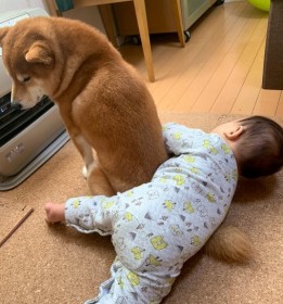 �u���������͉��̖тŉ��܂��Ă���v�Č��ƐԂ���񂪃X�g�[�u�O�ŌJ��L����U�h�ɔ���